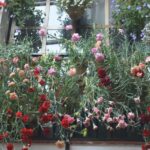 Sights, Sounds, and Scents of Córdoba's Patios - An In-Depth Look at the Tour Experience