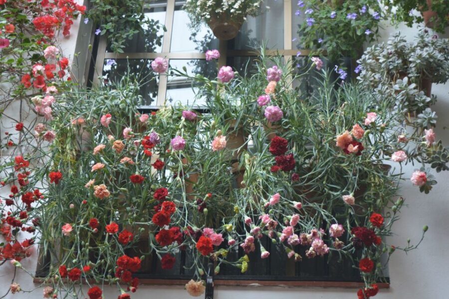 Sights, Sounds, and Scents of Córdoba's Patios - An In-Depth Look at the Tour Experience