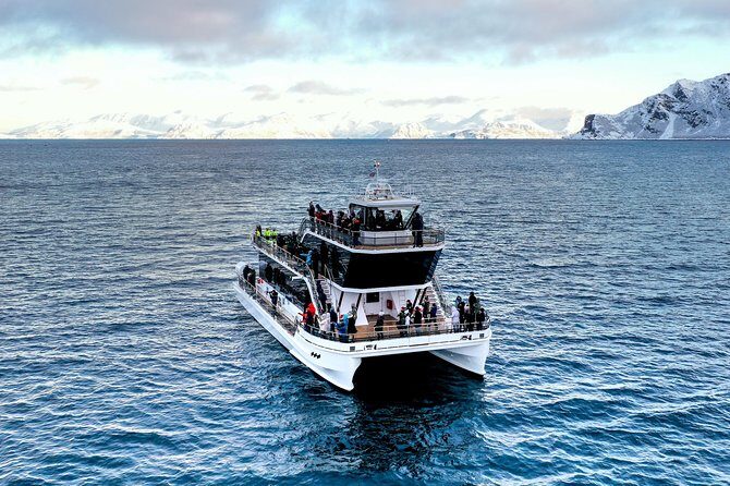 Silent Whale Watching - Authentic Experiences Reported by Travelers