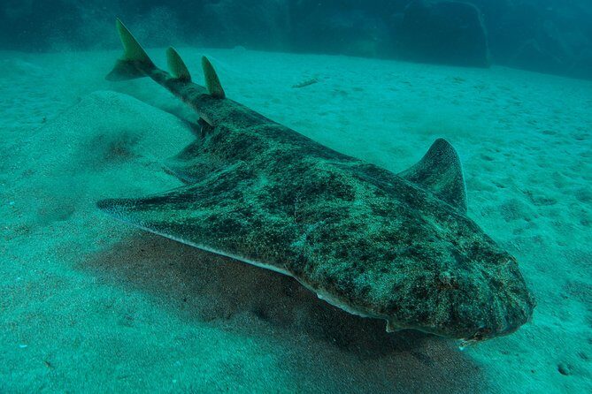Single Dive for qualified divers from shore, region Puerto del Carmen. - A Balanced Look at the Tour