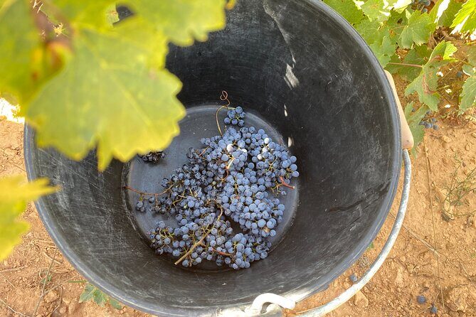 Singular Valencia Wine Tour Utiel Requena Wineries - The Lunch: A Local Affair