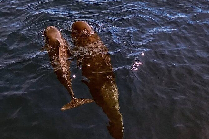 Small Group Boat Whale and Dolphin Watching Tour - Final Thoughts: Is It Worth It?