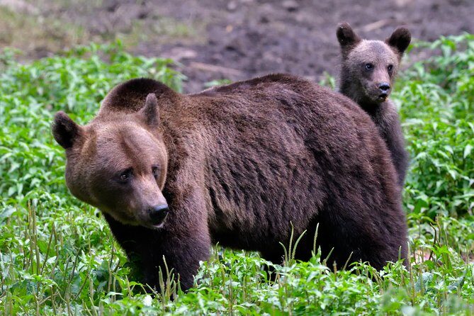 Small-Group Brown Bear-Watching Experience from Brasov - Authentic Encounters in Transylvania’s Forests