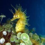 Small Group Diving Baptism in Tossa de Mar - The Experience in Detail: What to Expect from Start to Finish