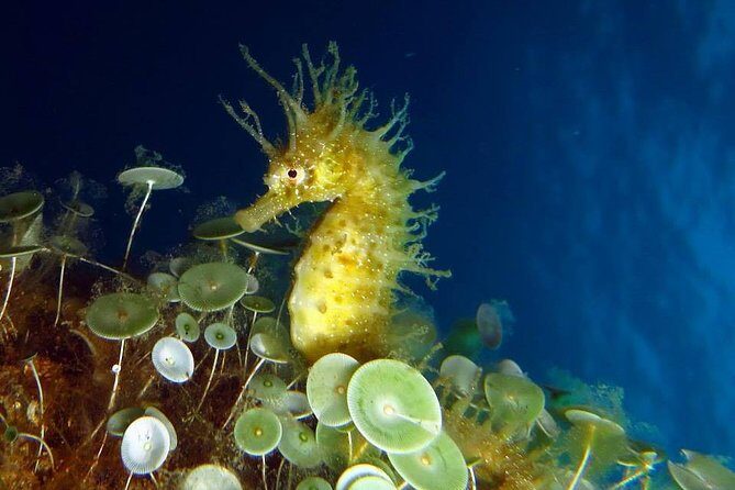 Small Group Diving Baptism in Tossa de Mar - The Experience in Detail: What to Expect from Start to Finish