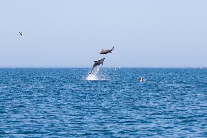 Small Group Dolphin and Wildlife Watching Tour in Faro - Why this Tour Offers Great Value