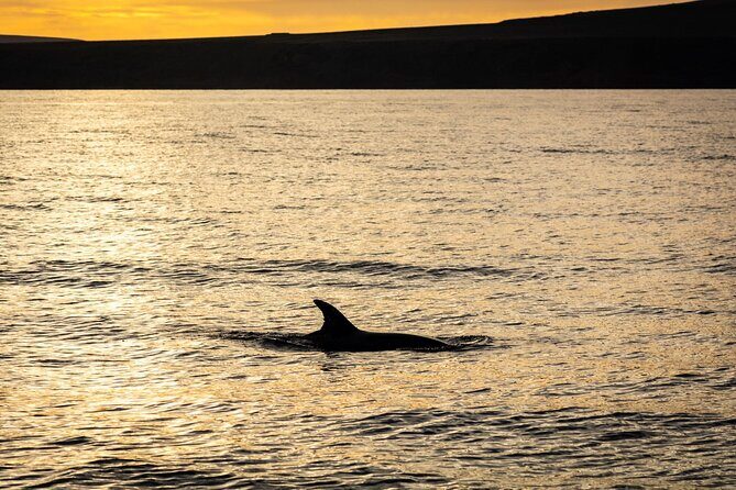 Small Group Dolphin Sunset Tour on Electric Catamaran Lanzarote - Frequently Asked Questions (FAQs)