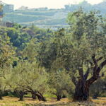 Small group- Exclusive Olive Oil & Wine Tour Mallorca - An In-Depth Look at the Mallorca Olive Oil & Wine Tour