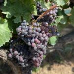 Small Group Guided E-bike Tour in Nice's Organic Vineyard - Who Will Love This Tour?