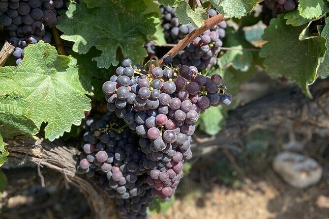 Small Group Guided E-bike Tour in Nice's Organic Vineyard - Who Will Love This Tour?