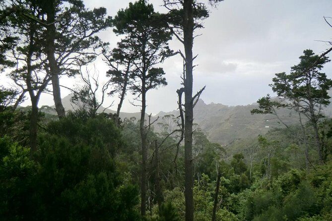Small Group Guided Hiking in Anaga Rural Park in Tenerife - An In-Depth Look at the Experience