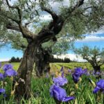 Small-Group Half-Day Languedoc Wine and Olive Tour from Montpellier - An In-Depth Look at the Tour Experience