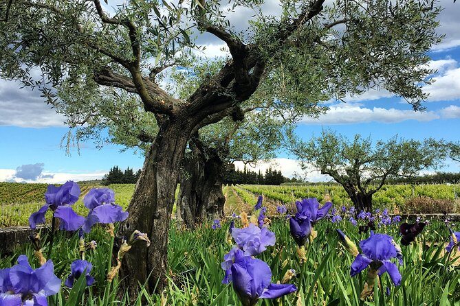 Small-Group Half-Day Languedoc Wine and Olive Tour from Montpellier - An In-Depth Look at the Tour Experience