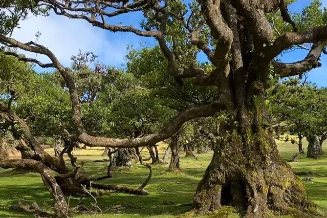 Small Group West Tour Waterfalls & Fanal Forest Tour - Who Should Take This Tour?