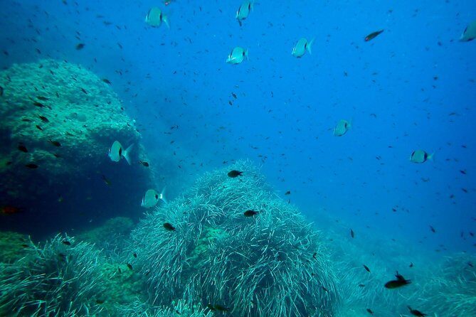 Snorkeling excursion in Isla de Tabarca - Practical Details and Tips