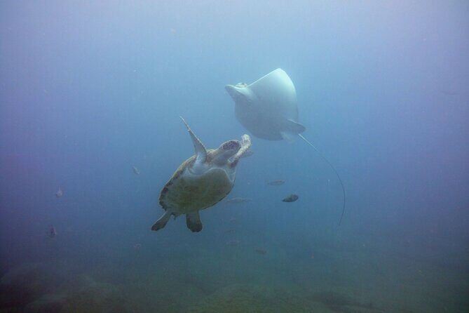 Snorkeling from Boat in Puerto Colón - Who Should Book This Tour?