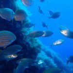 Snorkeling guided tours for tha all family! - Who Is This Tour Best For?