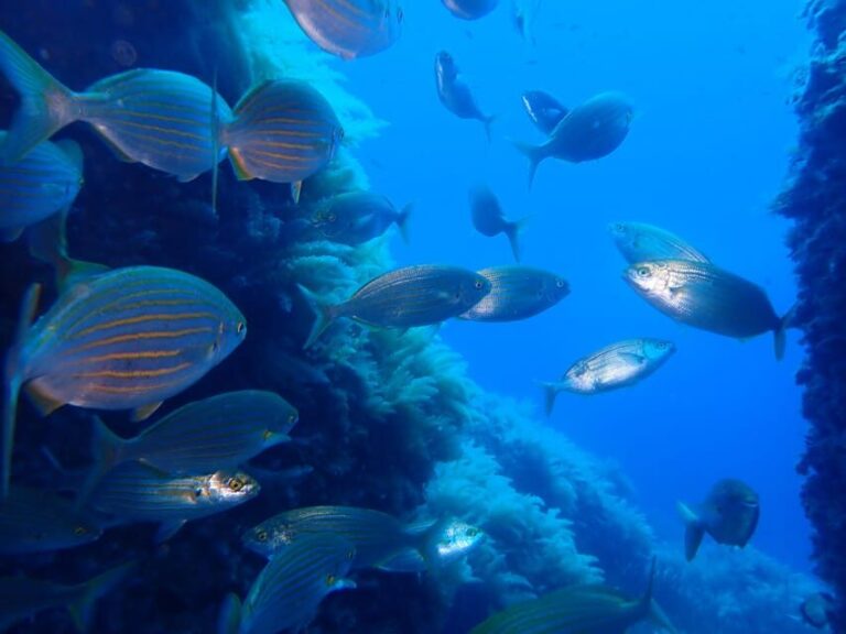 Snorkeling guided tours for tha all family! - Who Is This Tour Best For?