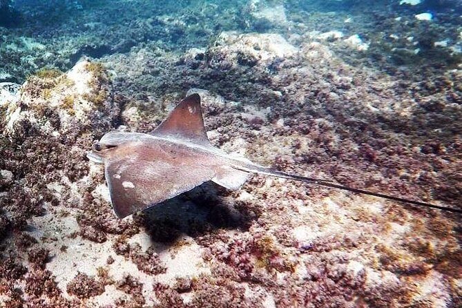Snorkeling in Gran Canaria with Hotel Pick-up - The Guides and Equipment: What Sets This Tour Apart