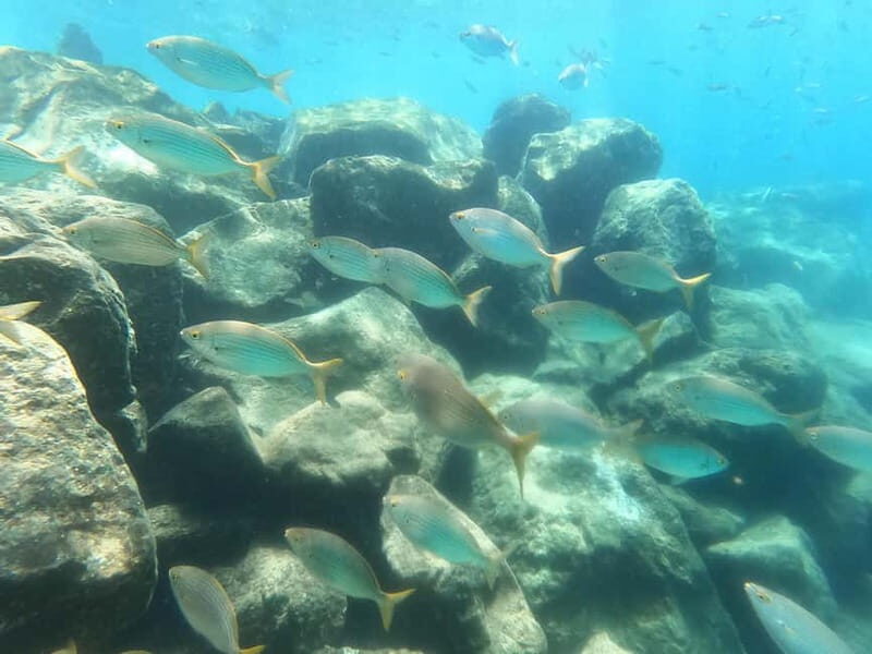 Snorkeling in tenerife south: Discover the underwater world - What Makes This Snorkeling Tour Stand Out?