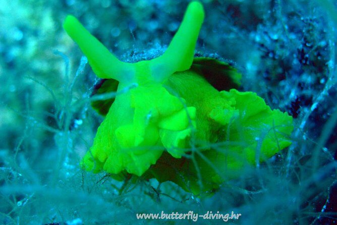 Snorkeling tour Makarska Riviera, islands of Hvar or Bra - Why Choose This Snorkeling Tour?