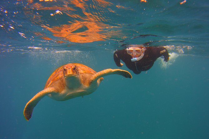 Snorkeling Tour with Sea Turtles and Stingrays - What to Expect in the Water