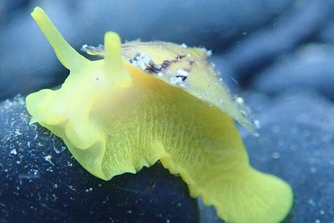 Snorkeling Tour - A Closer Look at the Marine Attractions