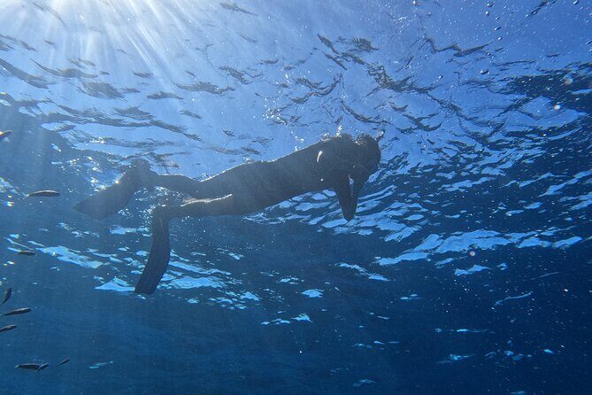 Snorkeling with a Professional Instructor in Tenerife - Who Will Love This Tour?