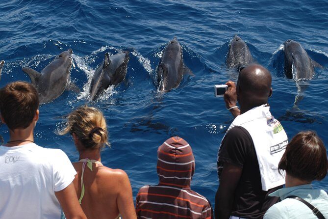 Spirit of the Sea: Cetacean sighting in Gran Canaria - Final Thoughts