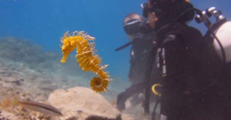 Split-Makarska-Brela Try SCUBA Dive - What’s Included — And What’s Not