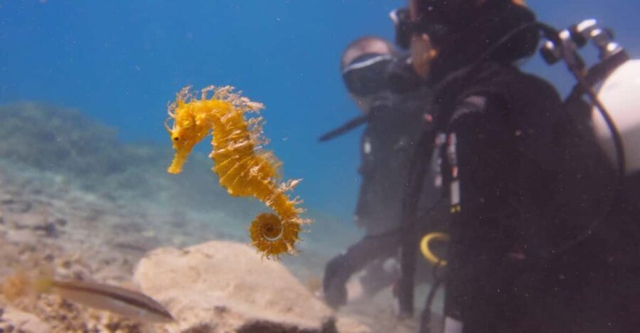 Split-Makarska-Brela Try SCUBA Dive - What’s Included — And What’s Not