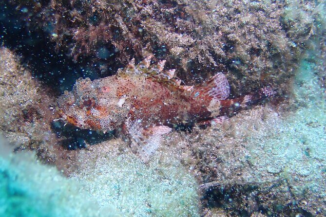 SSI basic diver In Tenerife - 2 Dives - A Detailed Breakdown of the Experience
