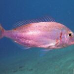 SSI Scuba Diver Course In Médano - FAQs