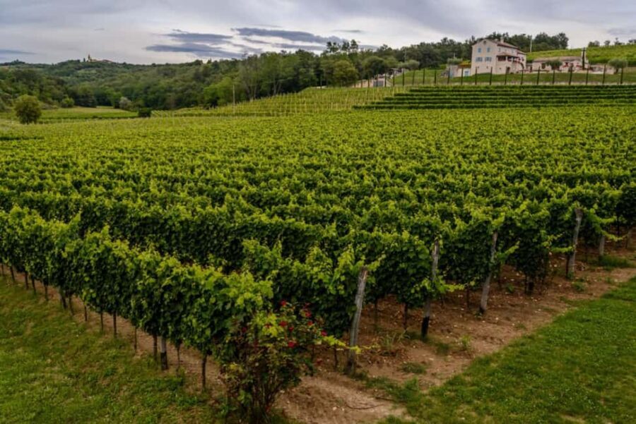 Stancija Collis: A Private Winery adventure in Rovinj