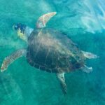 Stand-up Paddleboard Lazareta Experience Chania Crete (tour) - FAQ