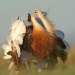 Steppe bird watching in La Mancha Toledana - Who Should Consider This Tour?