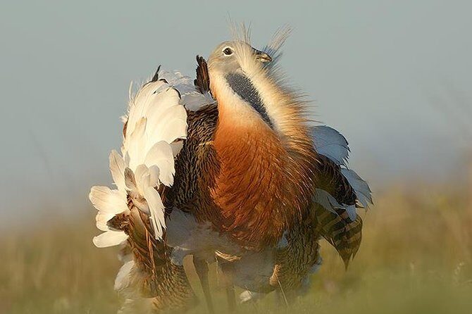 Steppe bird watching in La Mancha Toledana - Who Should Consider This Tour?