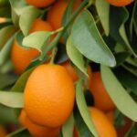 Stories of Food and Culture in the Old Town of Corfu - Who Is This Tour Perfect For?