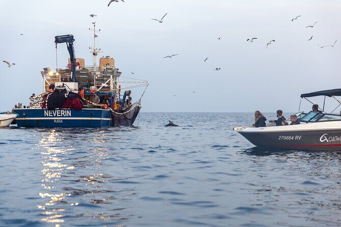Sunrise Dolphins & Fishermen at Work speedboat tour in Rovinj - The Experience of Seeing Dolphins Up Close