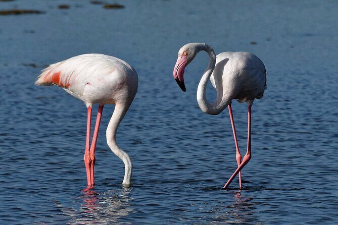 Sunset among flamingos in the Ebro Delta - What makes this tour special