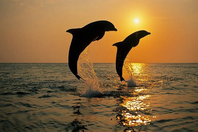 Sunset Dolphin Cruise in Brijuni National Park from Pula - Why This Tour Works for Travelers