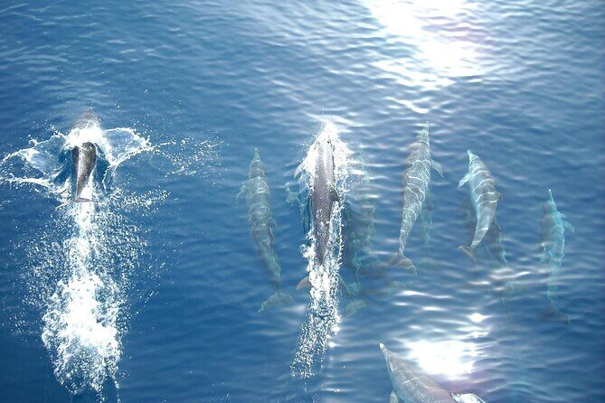 Sunset Dolphin Watching Boat Tour from Vrsar - How the Tour Unfolds: A Step-by-Step Look