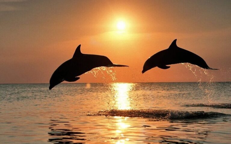 Sunset Dolphin Watching in Brijuni  All-Inclusive Boat Tour - Authentic Experiences & Traveler Insights