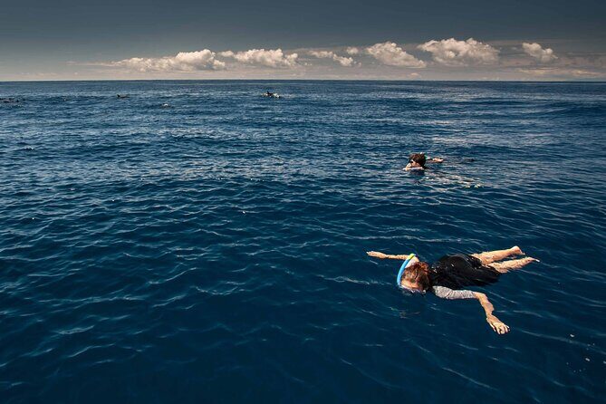 Swimming with Dolphins in Terceira Island - Who Should Book This Tour?