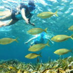 Tabarca Island: Guided Snorkel Excursion - Breaking Down the Itinerary
