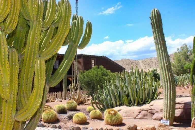 Tabernas: MiniHollywood Oasys Entry Ticket & Optional Buffet - A Closer Look at What You’ll Experience