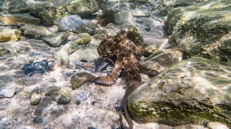 Tarifa: Guided Strait Natural Park Snorkel Tour - Frequently Asked Questions (FAQ)