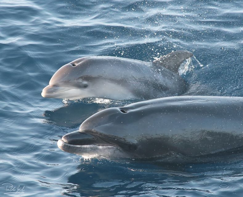 Tarifa: Whale & Dolphin Watching in the Strait of Gibraltar - What to Expect