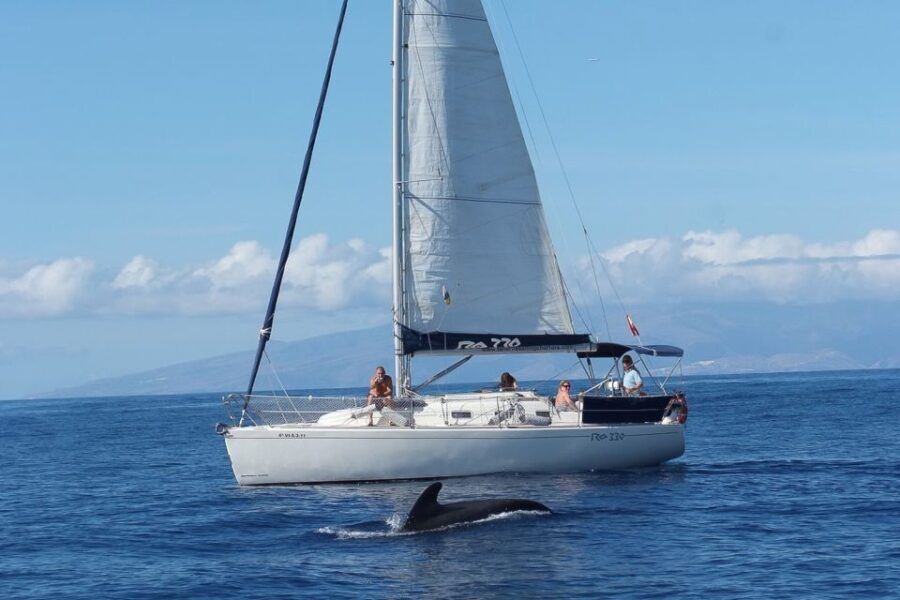 Tenerife: 3 &-6 Hour Private Whale & Dolphin Watching - The Practicalities