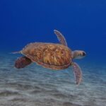 Tenerife: Abades Beach Beginner Diving Experience - A Closer Look at the Itinerary